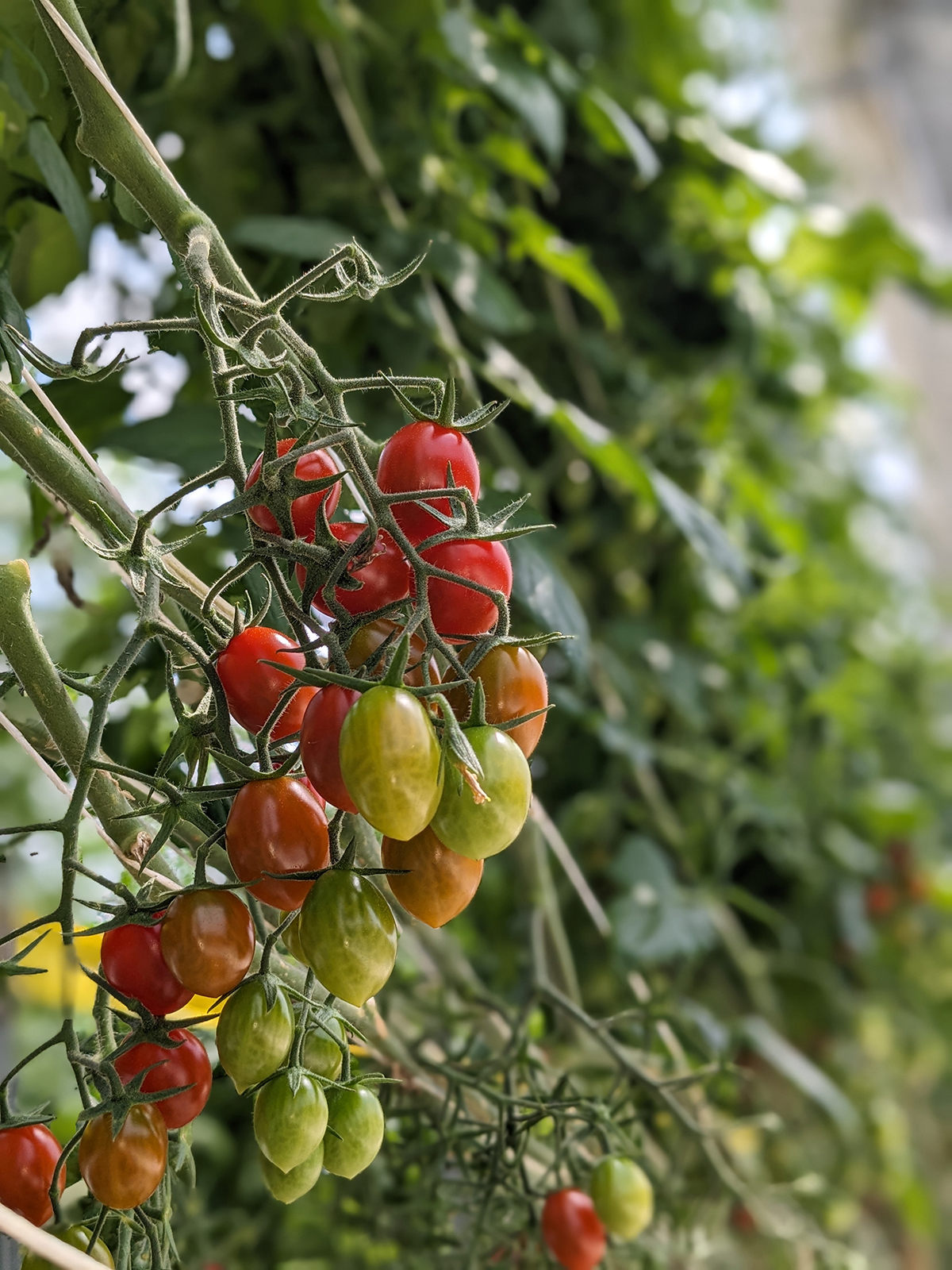【未経験歓迎／野菜の販売や仲卸・営業経験者は優遇】江南市で野菜のルート営業をお任せします！